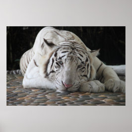 Póster Tigre Blanco Cansado De Bengala Que Está En El Sue