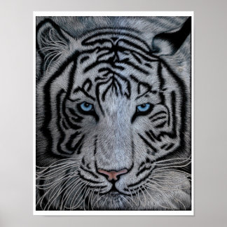 Póster Tigre blanco - Casper