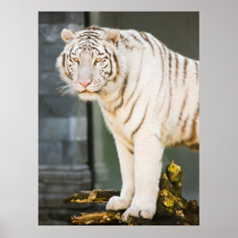 Póster Tigre Blanco De Bengala Mirándote Fotografía