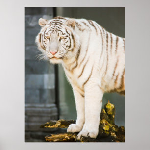 Póster Tigre Blanco De Bengala Mirándote Fotografía