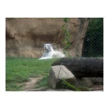 Tigre blanco peregrino