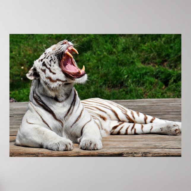 Póster Tigre blanco, Poster de tigres bengalíes (Frente)
