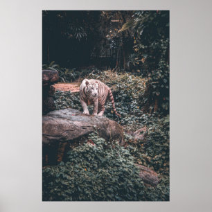 PÓSTER TIGRE BLANCO SOBRE PIEDRA GRIS