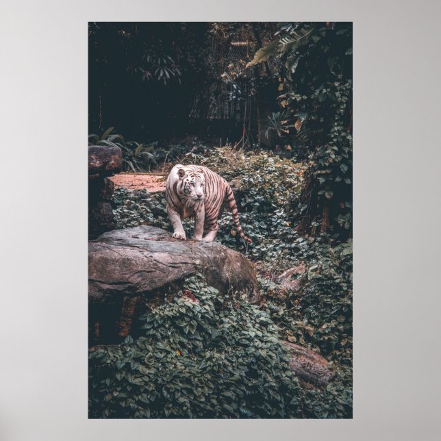 PÓSTER TIGRE BLANCO SOBRE PIEDRA GRIS (Frente)