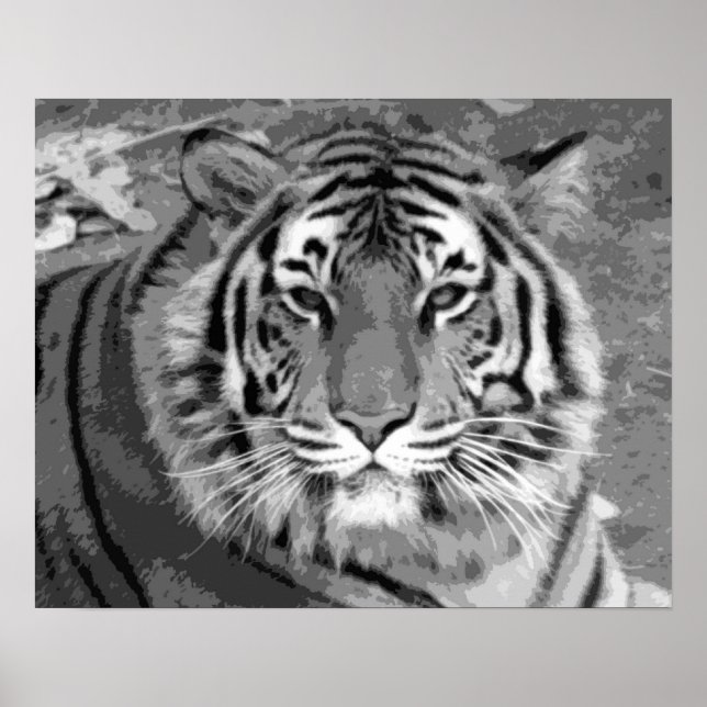 Póster Tigre blanco y negro (Frente)