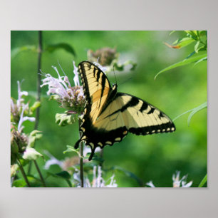 Póster Tigre cola de golondrina en Bálsamo de abeja
