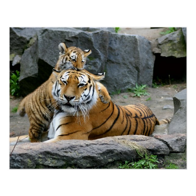 Póster Tigre con cachorro (Anverso)
