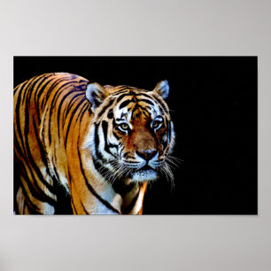Póster Tigre con fondo negro