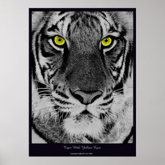 Póster Tigre con ojos amarillos