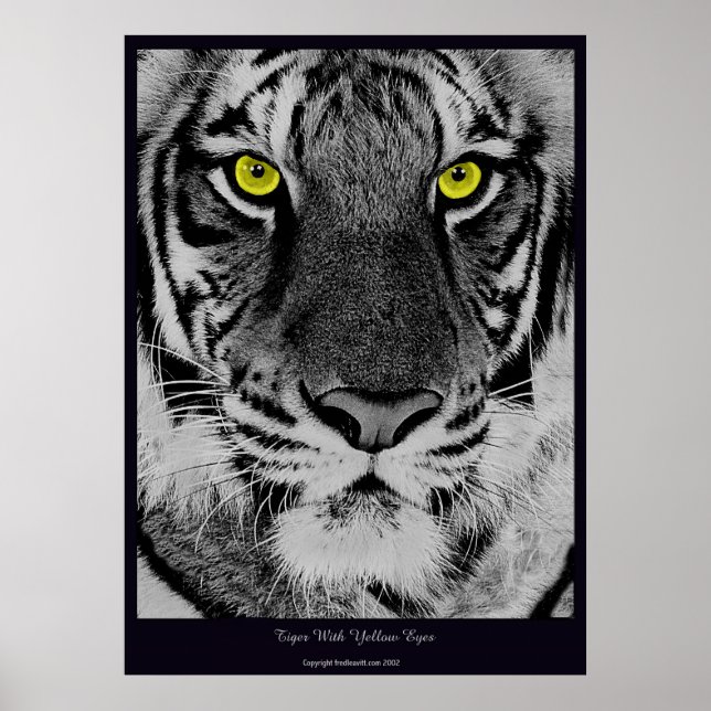 Póster Tigre con ojos amarillos (Frente)