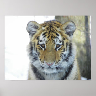Póster Tigre Cub en cierre de la nieve encima del retrato