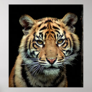 Póster Tigre Cub en peligro