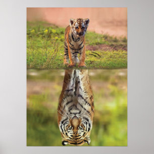 Póster Tigre Cub - Mentalidad - Reflexión del agua - Éxit