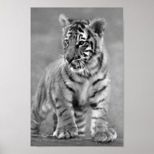 Póster Tigre de bebé en blanco y negro