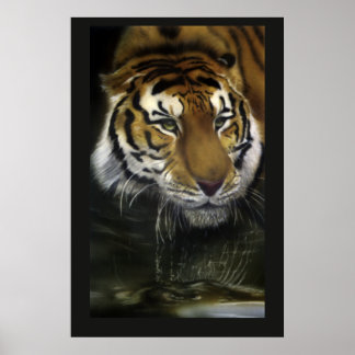 Póster Tigre de bebida