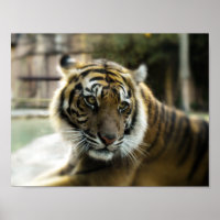 Tigre de Bengala