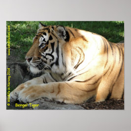 Póster Tigre de Bengala