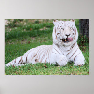 Póster Tigre de Bengala Blanca