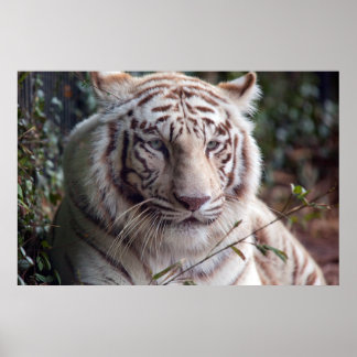 Póster Tigre de Bengala Blanca