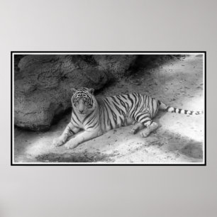 Póster Tigre de Bengala Blanca impreso en blanco y negro