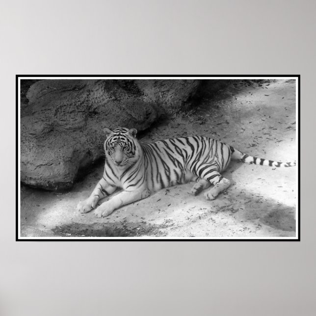 Póster Tigre de Bengala Blanca impreso en blanco y negro (Frente)