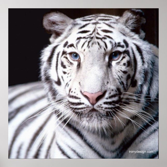 Póster Tigre de Bengala Blanco (Frente)
