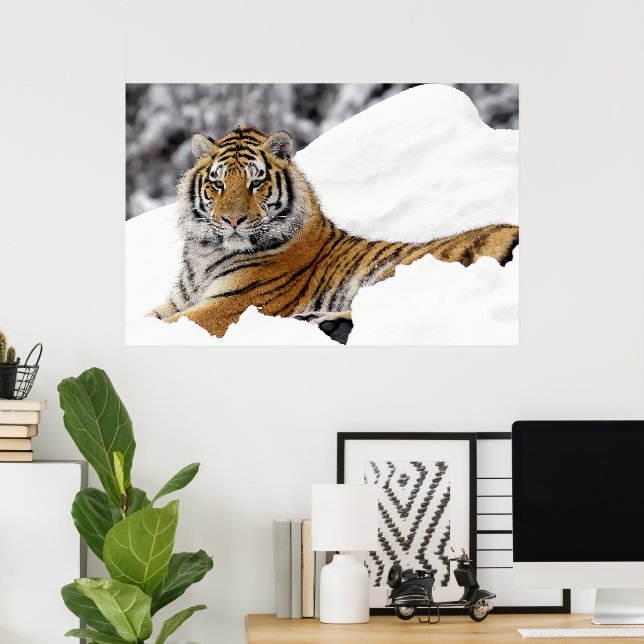 Póster Tigre de Bengala observándote desde la nieve (Oficina en casa)