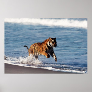 Póster Tigre de Bengala (Panthera Tigris)