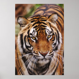 Póster Tigre de Bengala, Panthera tigris