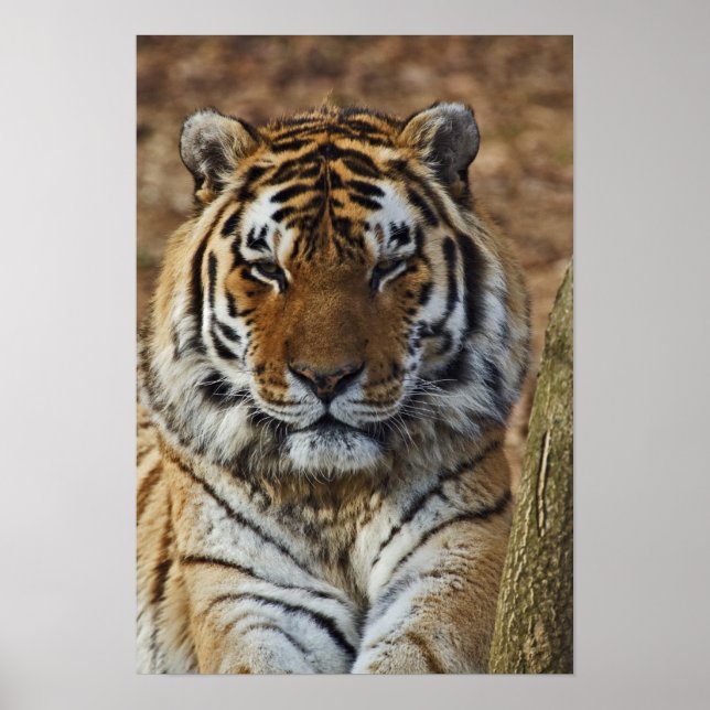 Póster Tigre de Bengala, Panthera tigris, zoológico de Lo (Frente)