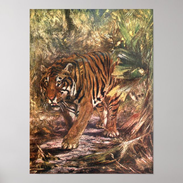 Póster Tigre de Bengala por cisne CE, animal virgen salva (Frente)