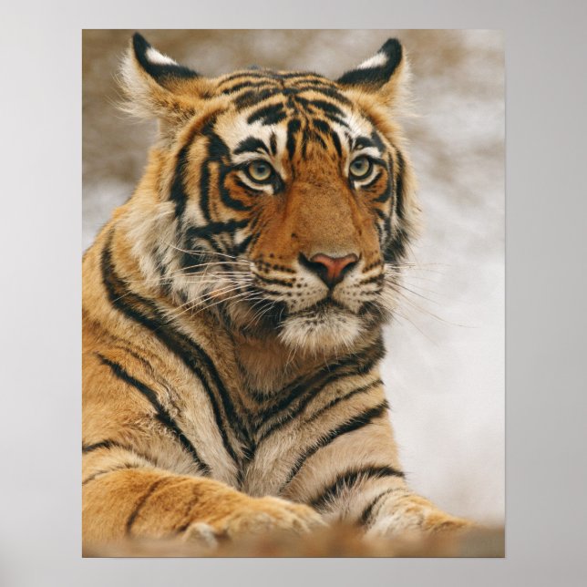 Póster Tigre de Bengala Real sobre la roca, Ranthambhor (Frente)