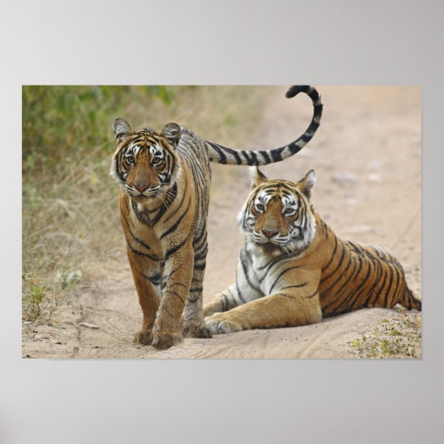 Póster Tigre de Bengala Real y cría, Ranthambhor (Frente)