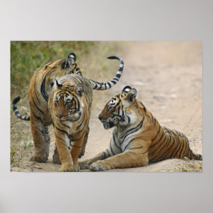 Póster Tigre de Bengala Real y crías, Ranthambhor