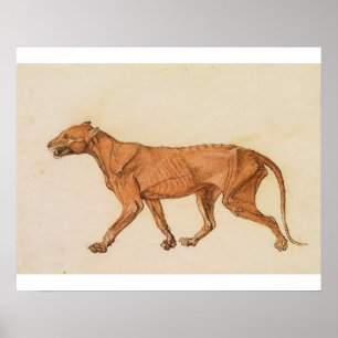 Póster Tigre de George Stubbs el , visión lateral, piel