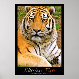 Póster Tigre de Siberia