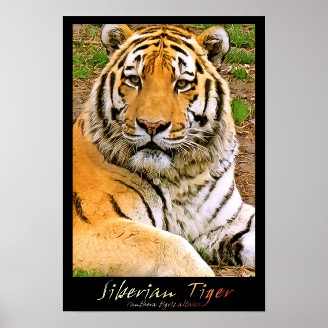 Póster Tigre de Siberia (Frente)