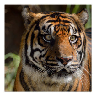 Póster Tigre de Sumatra