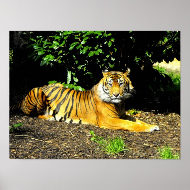 Póster tigre de Sumatra (Frente)