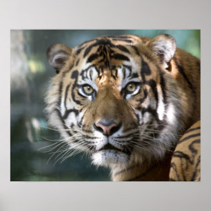 Póster Tigre de Sumatra macho (Panthera tigris sumatrae)
