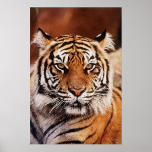 Póster Tigre de Sumatra, Panthera tigris