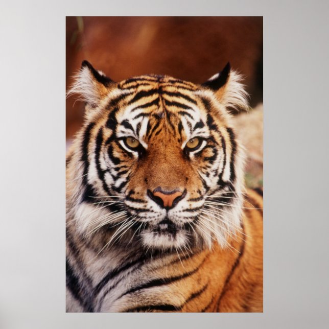 Póster Tigre de Sumatra, Panthera tigris (Frente)
