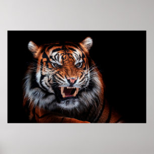 Póster Tigre de Sumatra (Panthera tigris sumatrae)