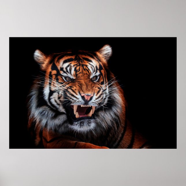 Póster Tigre de Sumatra (Panthera tigris sumatrae) (Frente)