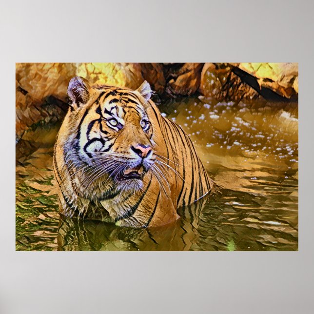 Póster Tigre de Sumatra pintando sobre el agua (Frente)
