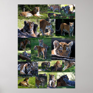 Póster Tigre del parque zoológico de Calgary con Cubs
