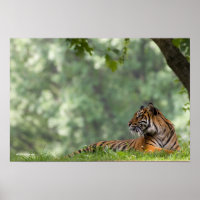 Tigre descansando bajo un árbol