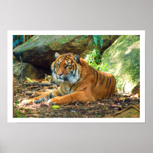 Póster Tigre descansando por las rocas