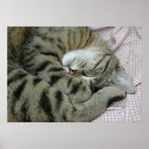 Póster Tigre durmiente