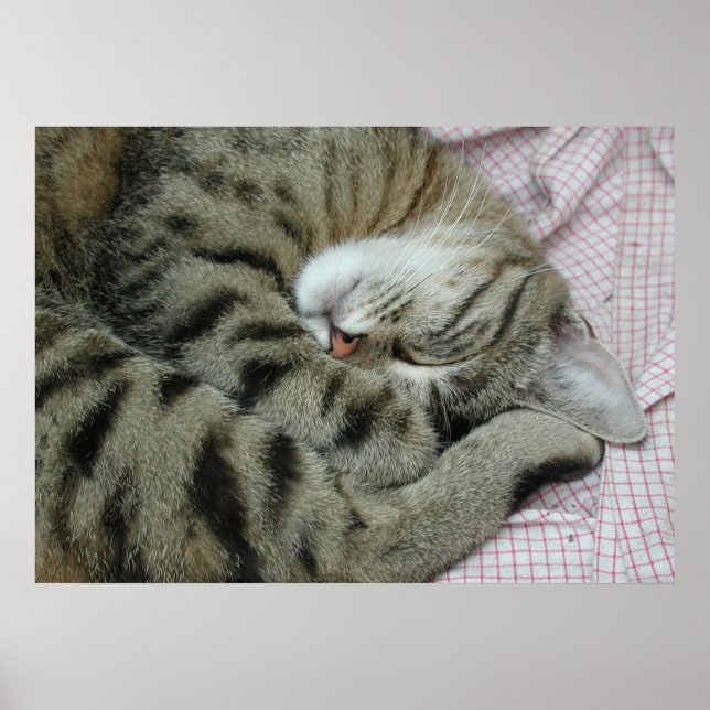 Póster Tigre durmiente (Frente)